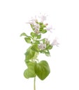 Blooming branch of oregano