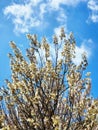Blooming branch of in Paulownia tree in Adana