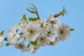 Blooming branch of pear tree against blue sky. Spring garden. Flowers close-up. Copy space Royalty Free Stock Photo