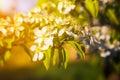 A blooming branch of a pear tree at sunset Royalty Free Stock Photo