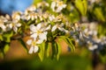 A blooming branch of a pear tree at sunset Royalty Free Stock Photo