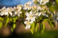 A blooming branch of a pear tree at sunset Royalty Free Stock Photo