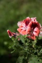 Blooming branch of pelargonium flowers. Royalty Free Stock Photo