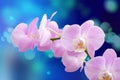 Blooming branch of pink orchid flower on a blue background Royalty Free Stock Photo