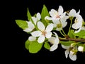 Blooming branch of plum tree Royalty Free Stock Photo