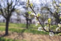 Blooming branch of plum tree in fruit orchard at springtime