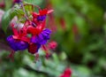 Blooming branch purple Fuchsia triphylla in spring garden Royalty Free Stock Photo