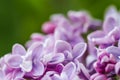 Blooming branch purple terry Lilac flower. Floral background Royalty Free Stock Photo