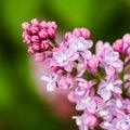 Blooming branch purple terry Lilac flower. Floral background Royalty Free Stock Photo