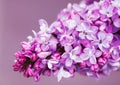 Blooming branch purple terry Lilac flower. Floral background Royalty Free Stock Photo