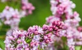 Blooming branch purple terry Lilac flower. Floral background Royalty Free Stock Photo