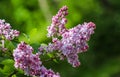 Blooming branch purple terry Lilac flower. Floral background Royalty Free Stock Photo