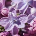 Blooming branch, purple terry Lilac flower petals. Macro flowers background for holiday design Royalty Free Stock Photo