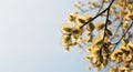 Blooming branch of pussy willow in early spring against the blue sky.