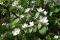 Blooming branch of quince in May Royalty Free Stock Photo