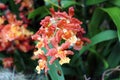 A Blooming Branch of Red and Yellow Odontoglossum Orchid Flowers