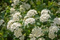 wihgt blooming branch of spiraea in spring Royalty Free Stock Photo