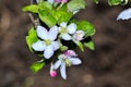 Blooming branch. Spring. Flowers of an apple tree on a brown blurred background Royalty Free Stock Photo