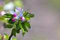 Blooming branch. Spring. Flowers of an apple tree on a pink pastel background Royalty Free Stock Photo