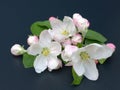 Blooming branch in a spring garden on a black background Royalty Free Stock Photo