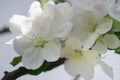 Blooming branch in springtime. Closeup macro of blooming apple tree white flowers with blurred background. Floral background