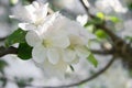 Blooming branch in springtime. Closeup macro of blooming apple tree white flowers with blurred background. Floral natural backgrou