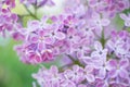 Blooming branch in springtime. Closeup macro of blooming lilac purple flowers with blurred background. Floral natural background