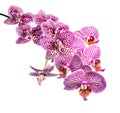 Blooming branch striped and spotted violet orchids Royalty Free Stock Photo