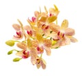 Blooming branch striped yellow and red orchid with drops, Royalty Free Stock Photo