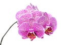 Blooming branch stripped deep purple orchid Royalty Free Stock Photo