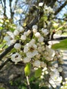 Blooming branch in the sunshine. Fruittree. Branch of tree with white flowers. Springtime