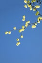 Blooming branch of tree with yellow spring bud Royalty Free Stock Photo