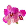 Blooming branch of violet orchid with leaves, phalaenopsis is is Royalty Free Stock Photo