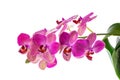 Blooming branch of violet orchid with leaves, phalaenopsis is is Royalty Free Stock Photo
