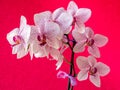 Blooming branch of white-red orchid flower - phalaenopsis - selctive focus Royalty Free Stock Photo