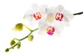 Blooming branch white with red orchid is isolated on a white Royalty Free Stock Photo