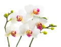 Blooming branch white with red orchid Royalty Free Stock Photo