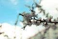 Blooming branch of white sakura over blue sky. Beautiful natural background Royalty Free Stock Photo