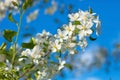 Beautiful flower Lily of the valley and a Sunny spring day Royalty Free Stock Photo