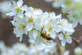 Blooming branch of wild plums. Wild plum blossoms at spring. Bee