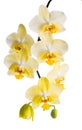 Blooming branch of yellow orchid, phalaenopsis is isolated on white background Royalty Free Stock Photo