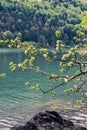 Blooming branches of an apple tree against the backdrop of a mountain lake Royalty Free Stock Photo