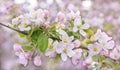 Blooming branches of apple tree in early summer garden with pink background