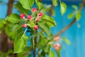 Blooming branches of an apple tree in spring