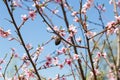Blooming branches of an apricot tree close up Royalty Free Stock Photo