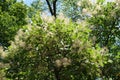 Blooming branches of European smoketree in July