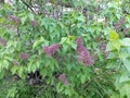 Blooming branches flowers green spring lilac bush