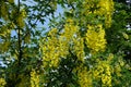 Blooming branches of Laburnum anagyroides against blue sky