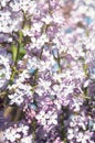 Blooming branches of lilac. Syringa in bloom. Spring background