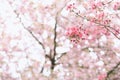 Blooming branches Malus floribunda or Japanese flowering crab apple and sky. Spring airy background Royalty Free Stock Photo